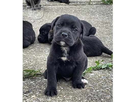 Cane Corso κουτάβια