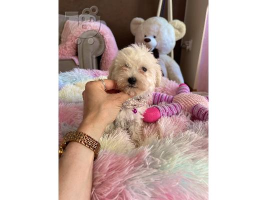Maltipoo κουτάβια