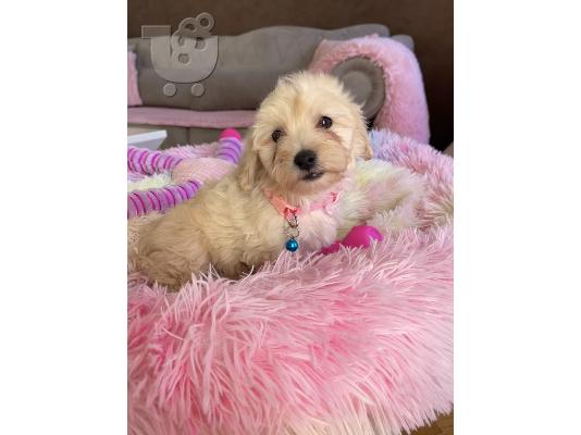 Maltipoo κουτάβια