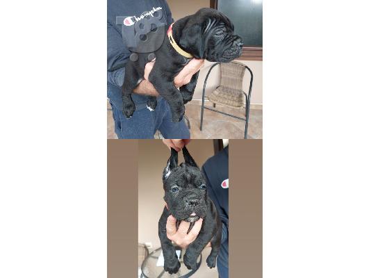 Cane Corso κουτάβια προς πώληση