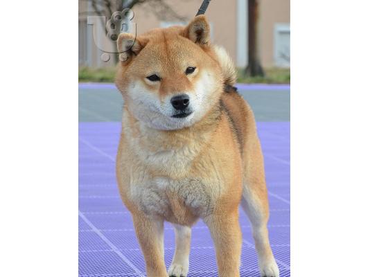 Shiba Inu κουτάβια