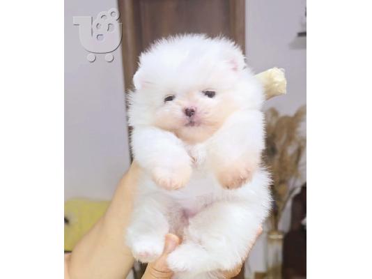 PoulaTo: Pomeranian Γιούχα κουτάβια