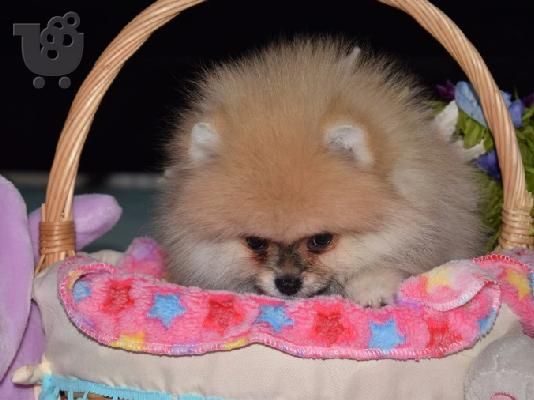 PoulaTo: Αξιολάτρευτο Pomeranian Puppies γενεαλογικό