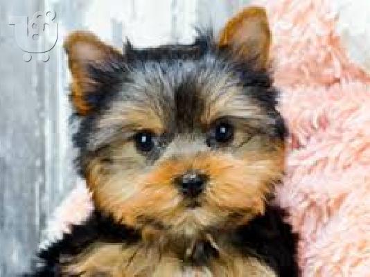 Υπέροχες κουτάβια Yorkie
