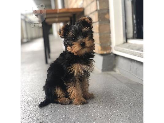 PoulaTo: αγαπούν το Yorkie terrier έτοιμο για υιοθέτηση.