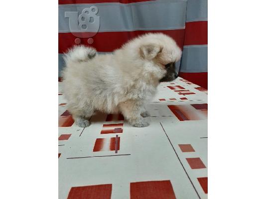 Pomeranian κουτάβια έτοιμα να φύγουν
