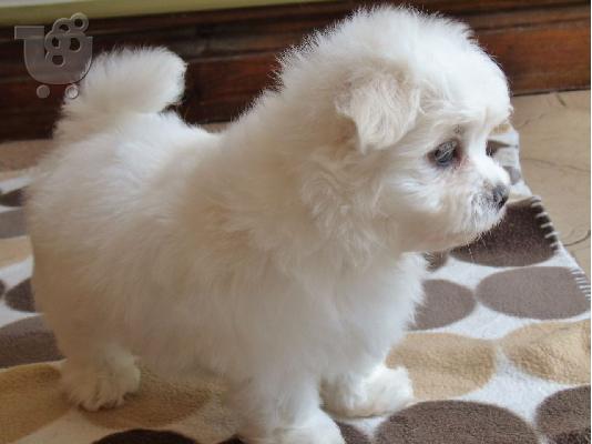 PoulaTo: Maltese mini