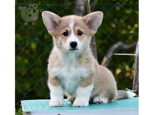 Ουαλικό Corgi Pembroke