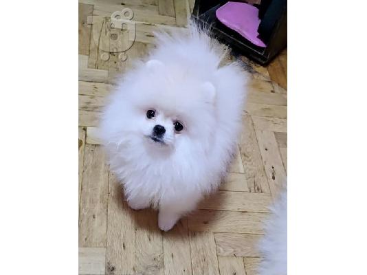 POMERANIAN, καθαρόαιμα κουτάβια