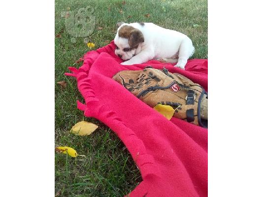 PoulaTo: English Bulldog