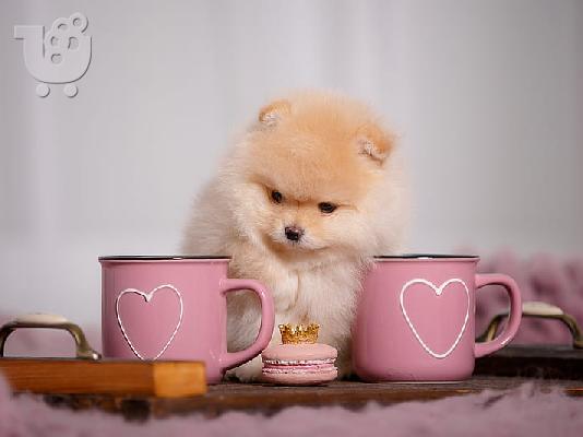 PoulaTo: Pomeranian mini