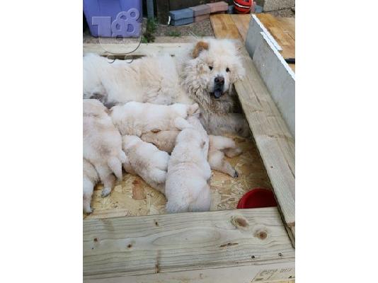 Διατίθενται μωρά Chow Chow