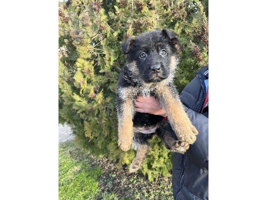 German shepherd