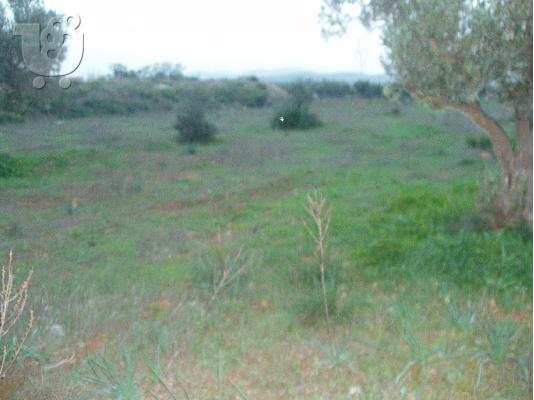 PoulaTo: πωληση αγροτεμαχιου