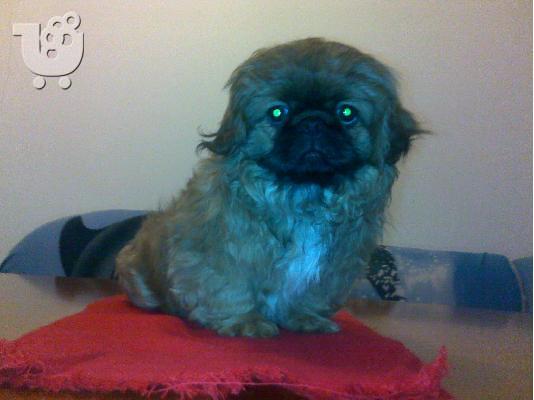 Πεκινουά-330 euro