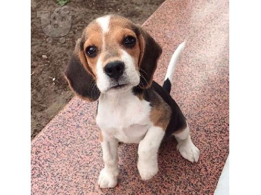 PoulaTo: Beagle