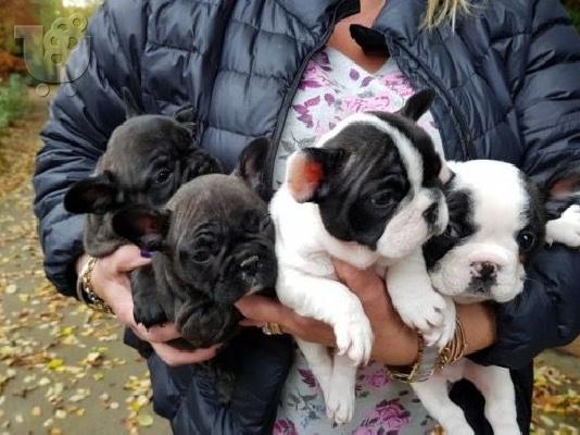 PoulaTo: Γαλλικο μπουλντογκ - French bulldog