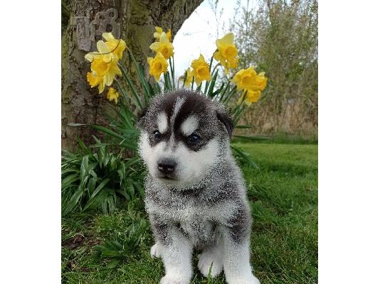 PoulaTo: Σιβηρικά κουτάβια Husky