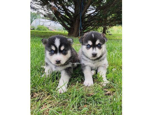 Γνήσια εκπληκτική F3 Pomskies.