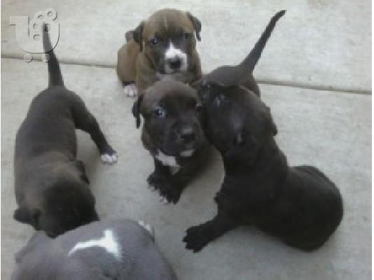 PoulaTo: X μάζα αμερικανικό pit bull terrier
