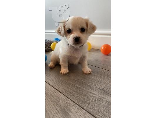 Κουτάβια Cavachon