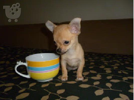 PoulaTo: Τσιουαουα μινι - Chihuahua mini