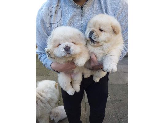 Όμορφα κουτάβια Chow Chow για καλό σπίτι
