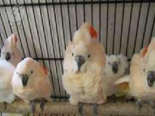 PoulaTo: μιλώντας παπαγάλος cockatoo για 200 €