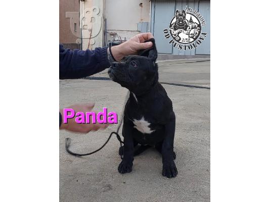 Cane Corso κουτάβια