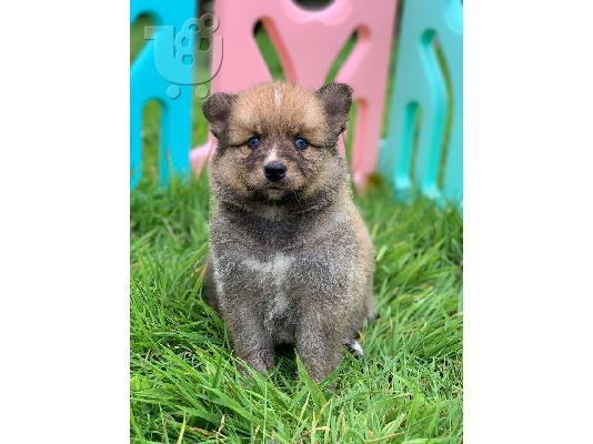 Όμορφα κουτάβια pomsky προς πώληση