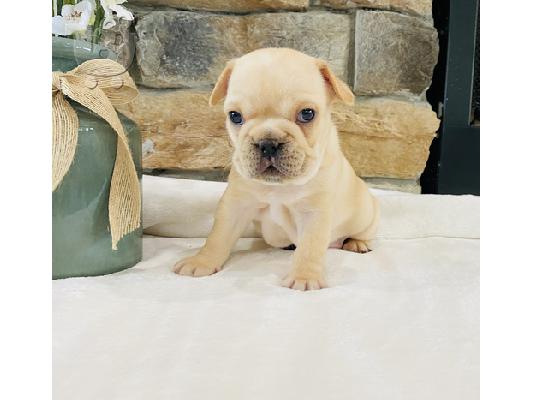 PoulaTo: French Bulldog