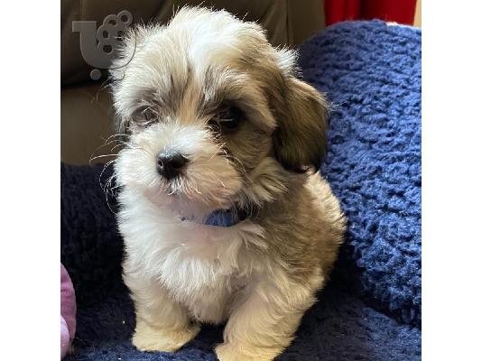 PoulaTo: Havanese