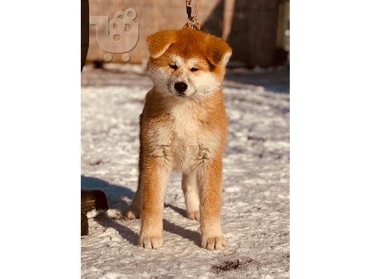 Γιαπωνέζικο Akita Inu κουτάβια