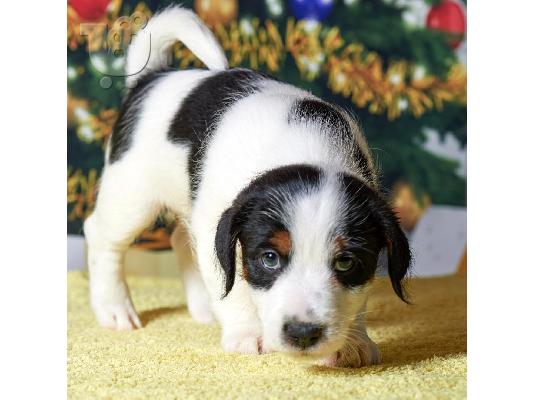 PoulaTo: υπέροχα Jack Russell Terrier κουτάβια προς πώληση