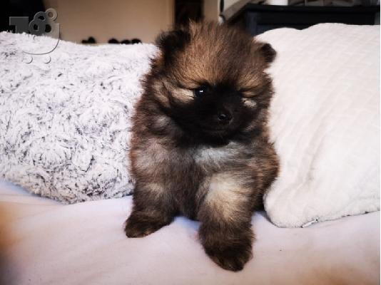 PoulaTo: Pomeranian Puppies προς πώληση