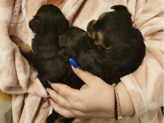 Yorkshire Terrier