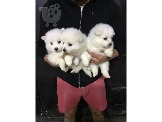 PoulaTo: πομερανικό κουτάβια / pomeranian