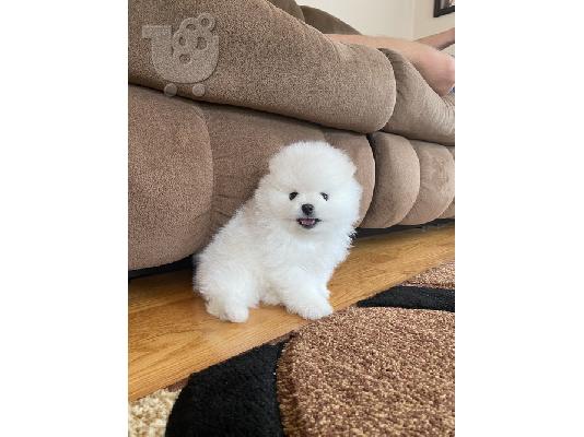 Δύο φοβερά κουτάβια Pomeranian