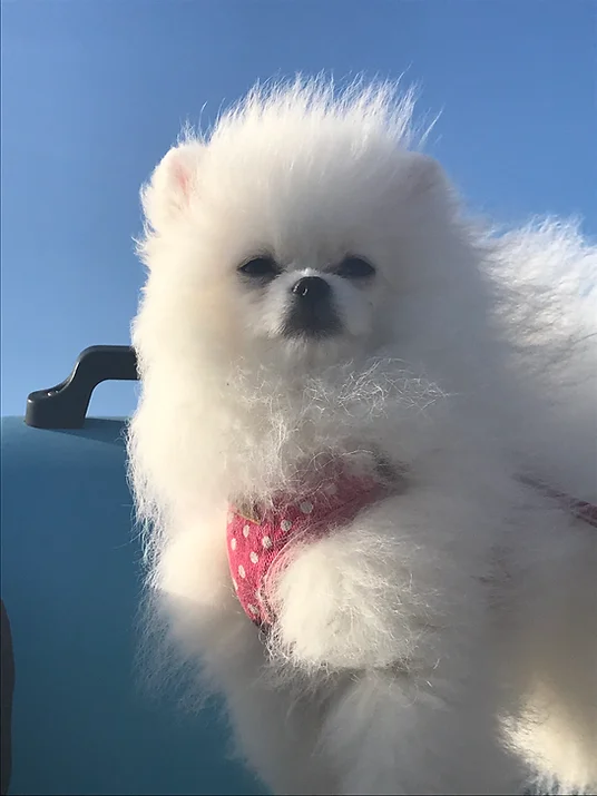 PoulaTo: Spitz mini
