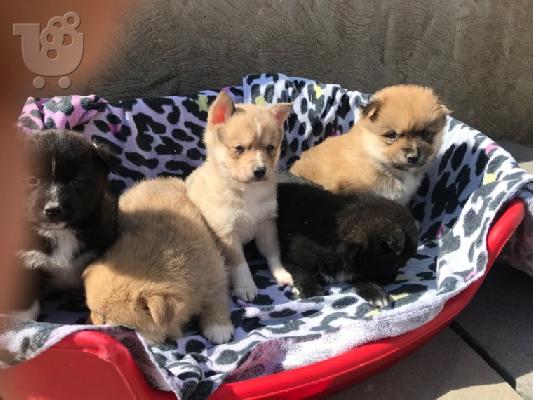 Πωλούνται γνήσια εντυπωσιακά F1 Pomskies