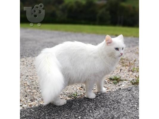 Όμορφα τούρκικα γατάκια Angora έτοιμα.