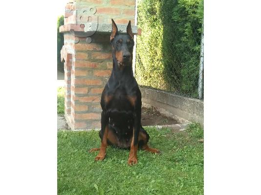 Κουτάβια Doberman