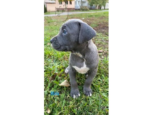 Pitbull Blueline Lilac κουτάβια