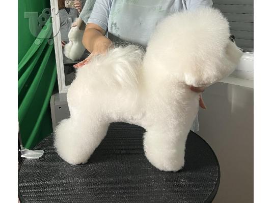 Bichon Frize κουτάβια προς πώληση