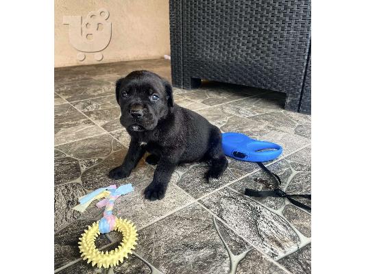 Cane Corso κουτάβια