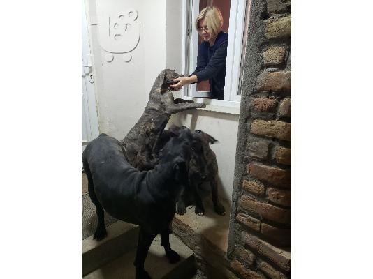 PoulaTo: Cane Corso κουτάβια προς πώληση
