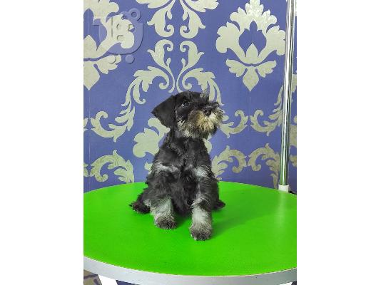 Μινιατούρα Schnauzer