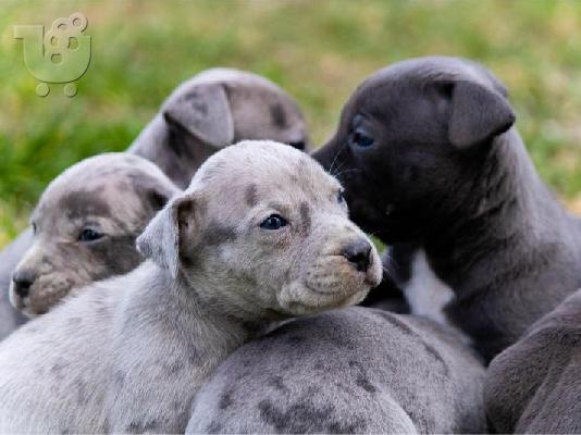 PoulaTo: PitBull Terrier κουτάβια