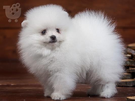 PoulaTo: Pomeranian toy