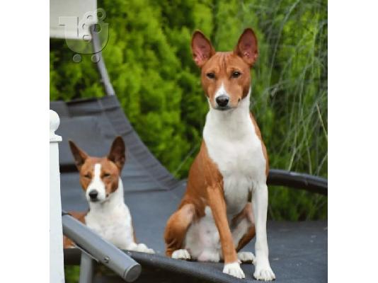 Basenji κουτάβια προς πώληση